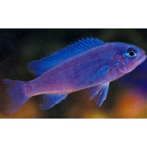 Pseudotropheus cobalt 4cm