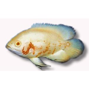 Astronotus ocellatus albino oscar 