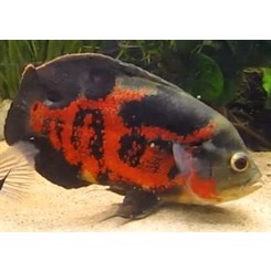 Astronotus ocellatus tiger oscar