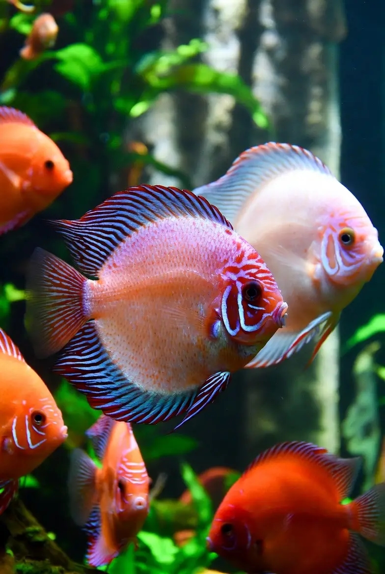 Akvarie